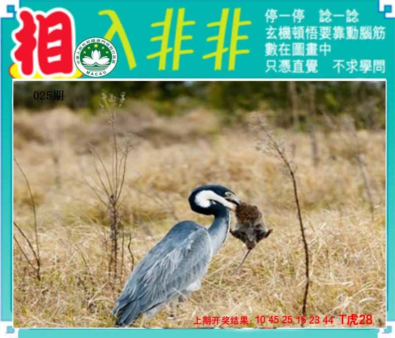 025期相入非非[图]